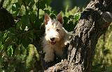 SCOTTISH TERRIER 256